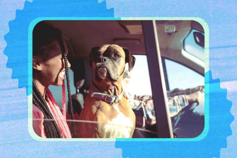 Pet Friendly Travel Tips